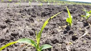 Оперативна інформація щодо фітосанітарного стану посівів   сільськогосподарських культур в Україні  на 09 квітня  2026 р.
